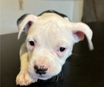 Puppy 1 Bullypit-English Bulldog Mix