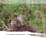 Small #21 ShihPoo