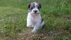 Small Photo #1 Schnauzer (Miniature) Puppy For Sale in WHEELER, WI, USA