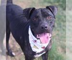 Small #1 American Staffordshire Terrier Mix