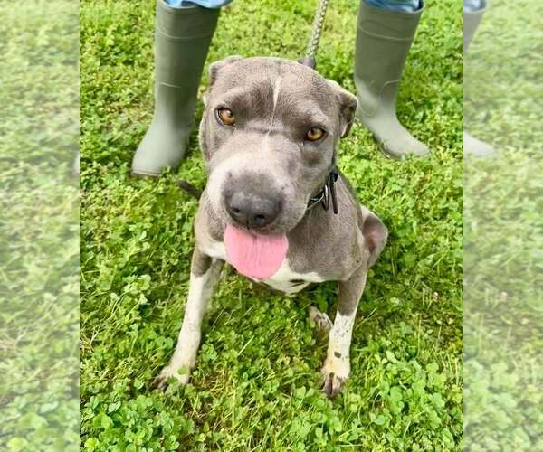 Medium Photo #5 Mutt Puppy For Sale in Abbeville, LA, USA