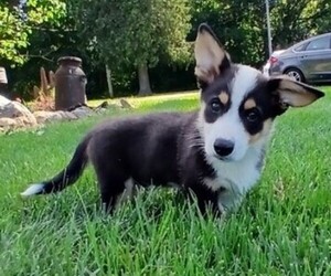 Pembroke Welsh Corgi Puppy for sale in MILTON, WI, USA