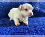 Small #14 Chihuahua