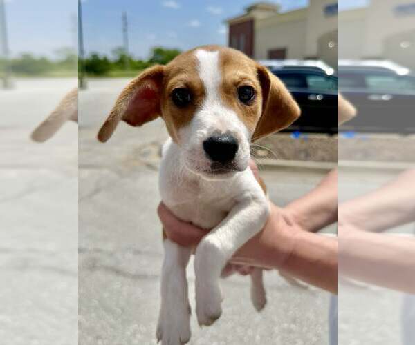 Medium Photo #2 Beagle-Unknown Mix Puppy For Sale in Lee's Summit, MO, USA