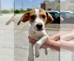 Small #1 Beagle Mix