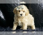 Small #3 Maltipoo