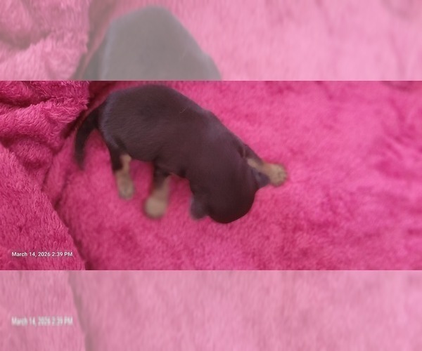 Medium Photo #232 Yorkshire Terrier Puppy For Sale in AKRON, OH, USA