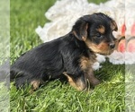 Small #11 Yorkshire Terrier