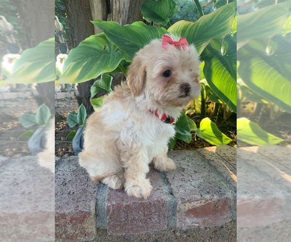 Medium Photo #4 Maltipoo Puppy For Sale in RANCHO CALIFORNIA, CA, USA