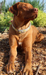 Small Photo #1 Rhodesian Ridgeback Puppy For Sale in GREENLEAF, ID, USA