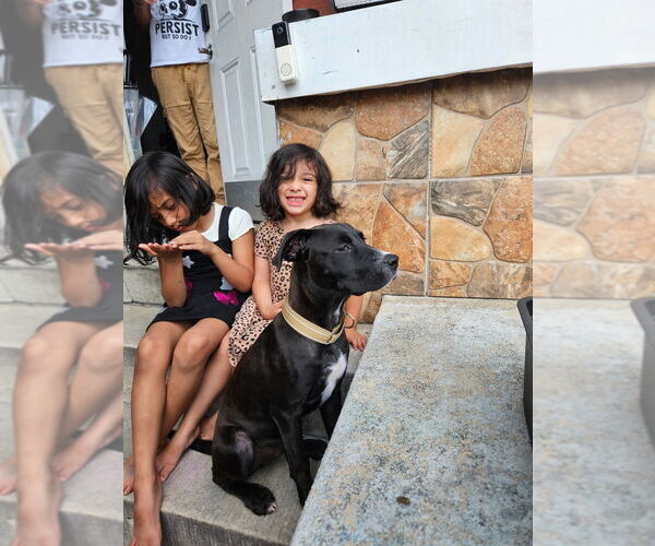 Medium Photo #9 Great Dane-Labrador Retriever Mix Puppy For Sale in Brewster, NY, USA