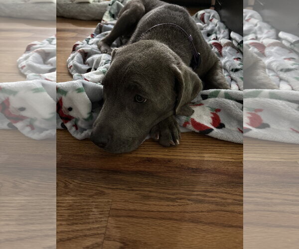 Medium Photo #3 Great Dane-Unknown Mix Puppy For Sale in Ball Ground, GA, USA