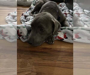 Bayla - Female Great Dane-Unknown Mix Dog for Adoption - Photo #3