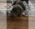 Small Photo #3 Great Dane-Unknown Mix Puppy For Sale in Ball Ground, GA, USA