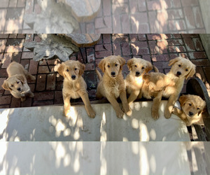 Golden Retriever Puppy for Sale in WOODLAND HILLS, California USA