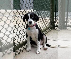 Australian Shepherd Dogs for adoption in Waterford, VA, USA