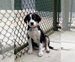Small Australian Shepherd