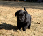 Small Photo #4 Labrador Retriever Puppy For Sale in ATHENS, GA, USA