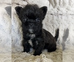 Small #6 French Bulldog