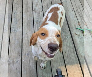 Elroy *Available Soon* - Male Beagle Dog for Adoption - Photo #2