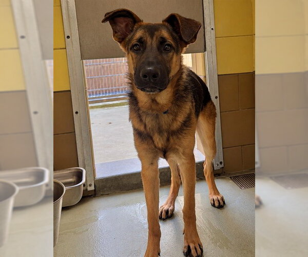 Medium Photo #1 German Shepherd Dog Puppy For Sale in Riverside, CA, USA