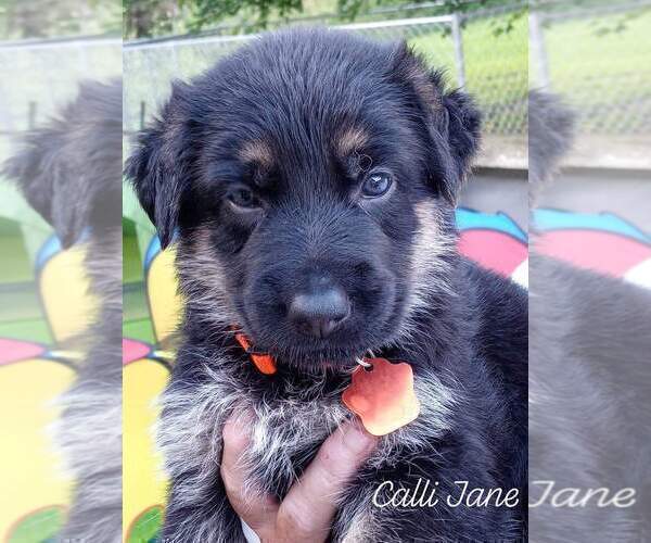 Medium Photo #107 German Shepherd Dog Puppy For Sale in LA FAYETTE, NY, USA