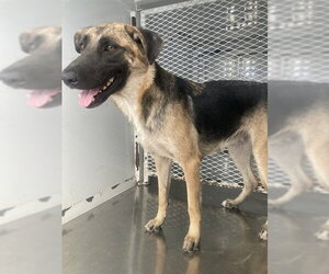 German Shepherd Dog Dogs for adoption in Bakersfield, CA, USA