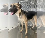 Small German Shepherd Dog