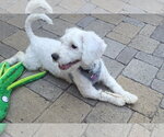 Small #4 Poodle (Miniature) Mix