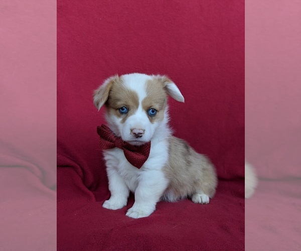 Medium Photo #4 Pembroke Welsh Corgi Puppy For Sale in GLEN ROCK, PA, USA