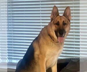 Henry - Male German Shepherd Dog Dog for Adoption - Photo #2