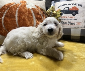 Dachshund-Poodle (Toy) Mix Puppy for sale in SPRINGDALE, AR, USA