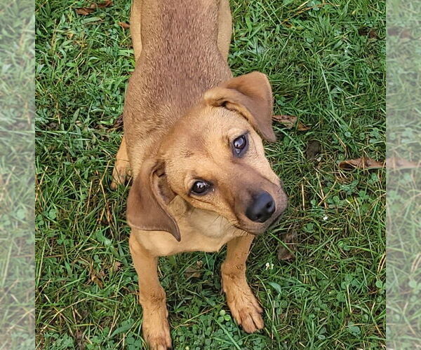 Medium Photo #1 Mutt Puppy For Sale in FAIRLAWN, OH, USA