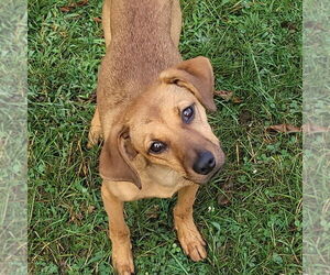 Mutt Dogs for adoption in FAIRLAWN, OH, USA