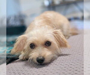 Zoey - Female Poodle (Miniature)-Unknown Mix Dog for Adoption - Photo #4