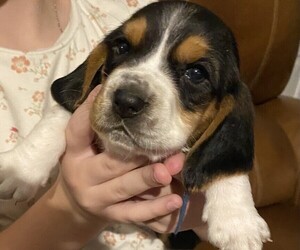 Basset Hound Puppy for sale in MCALESTER, OK, USA