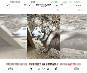 Mother of the Siberian Husky puppies born on 01/27/2026