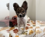 Small Photo #2 Papillon Puppy For Sale in BEECH GROVE, IN, USA