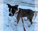 Small Photo #7 Boxer Puppy For Sale in Woodbury, MN, USA
