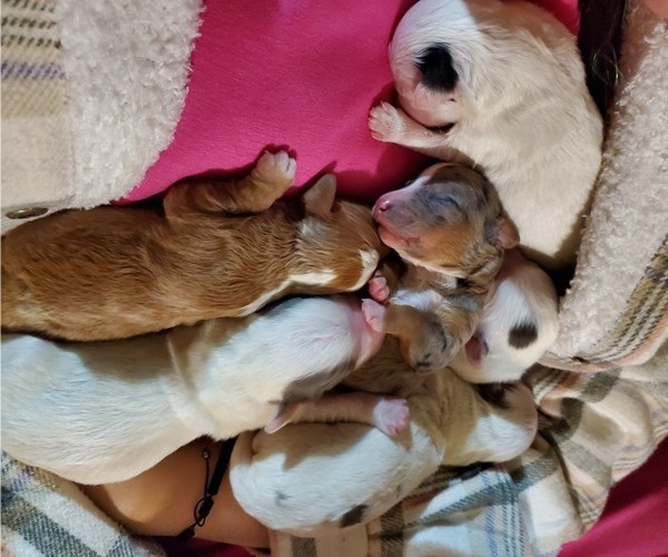 Medium Photo #5 Bernedoodle (Miniature) Puppy For Sale in LEETONIA, OH, USA