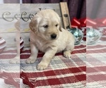 Small Photo #3 Golden Retriever Puppy For Sale in SMITHVILLE, TX, USA