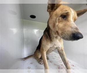German Shepherd Dog Dogs for adoption in Houston, TX, USA