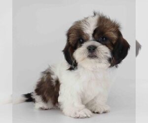 Shih Tzu Puppy for sale in LOS ANGELES, CA, USA