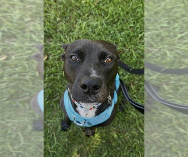 Medium Photo #6 Labrador Retriever-Unknown Mix Puppy For Sale in Holly Springs, NC, USA
