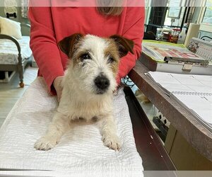 Jack Russell Terrier Dogs for adoption in Benton, LA, USA