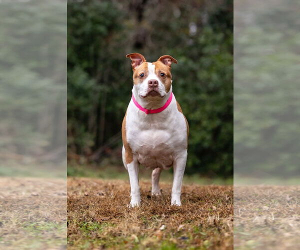 Medium Photo #5 American Staffordshire Terrier-Unknown Mix Puppy For Sale in Holly Springs, NC, USA