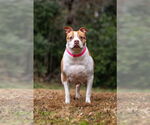 Small #4 American Staffordshire Terrier Mix