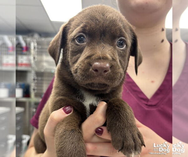 Medium Photo #2 Labrador Retriever-Retriever  Mix Puppy For Sale in Washington, DC, USA