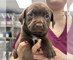 Small #1 Labrador Retriever-Retriever  Mix
