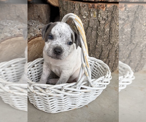 Medium Photo #4 American Bulldog Puppy For Sale in MIDDLEBURY, IN, USA